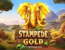 Stampede Gold